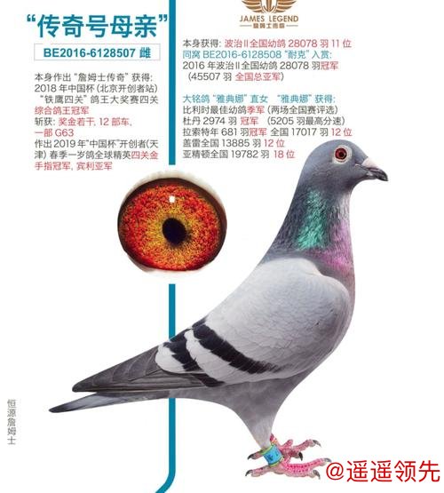 2200万天价“神奇小鸟”背后：恒源詹姆士黄永源的赛鸽王朝